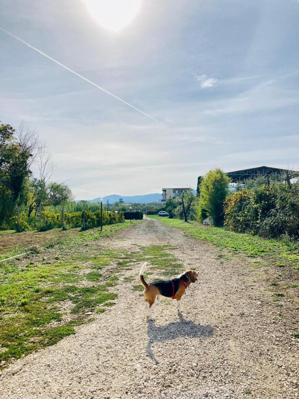 Villa Bubu, Appartamento Country-Chic Roma Eksteriør bilde